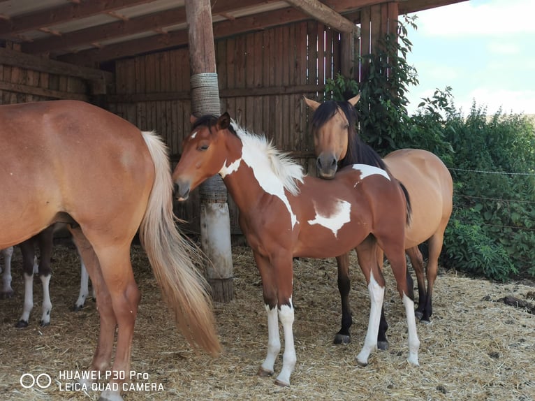 American Paint Horse Castrone 3 Anni 153 cm Pezzato in BETTELDORDF