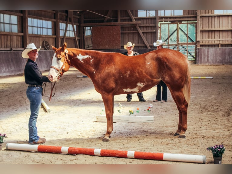 American Paint Horse Castrone 3 Anni 154 cm Overo-tutti i colori in Haldenwang