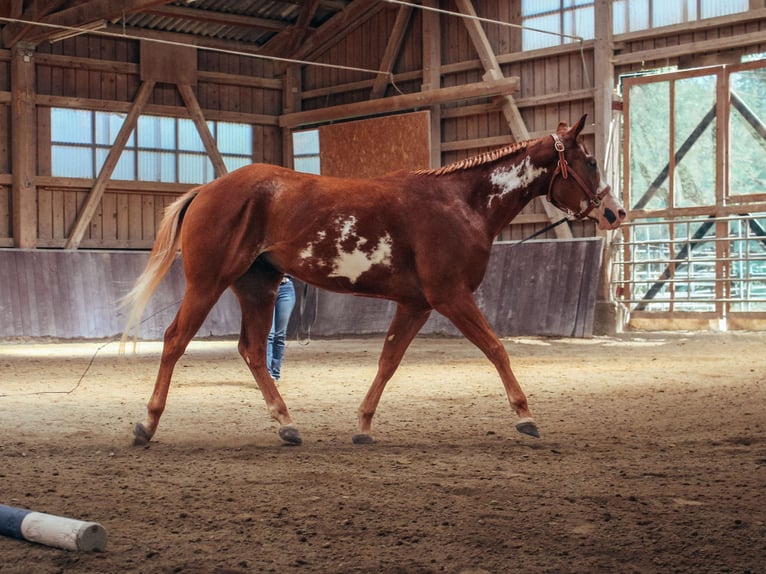 American Paint Horse Castrone 3 Anni 154 cm Overo-tutti i colori in Haldenwang