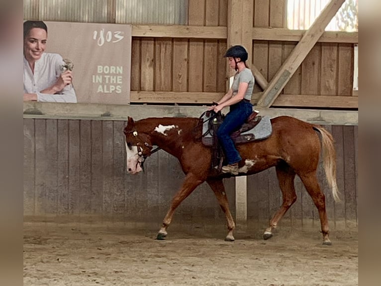American Paint Horse Castrone 3 Anni 154 cm Overo-tutti i colori in Haldenwang