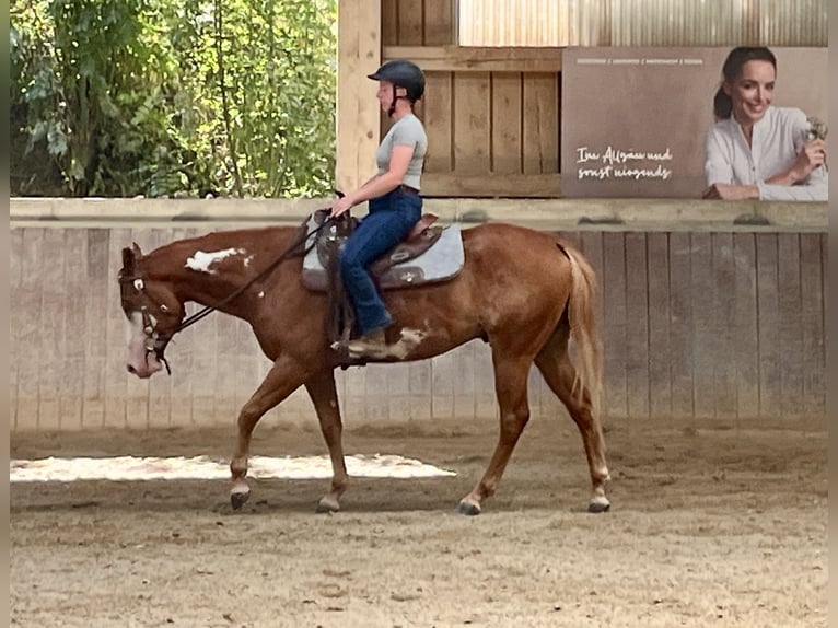 American Paint Horse Castrone 3 Anni 154 cm Overo-tutti i colori in Haldenwang