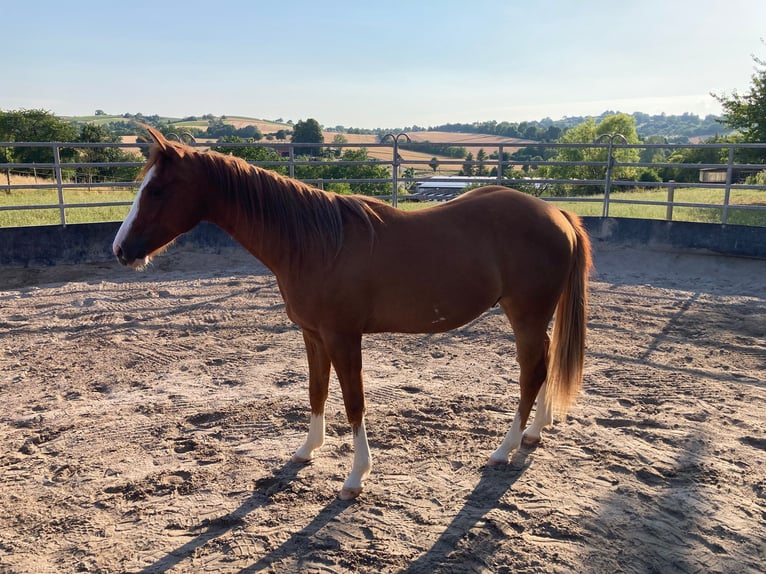 American Paint Horse Castrone 3 Anni 154 cm Sauro in Reichweiler