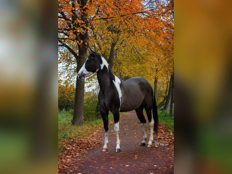 American Paint Horse Castrone 3 Anni 155 cm Grullo in Amsterdam