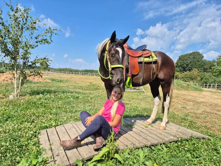 American Paint Horse Castrone 3 Anni 155 cm Pezzato in Linkenbach