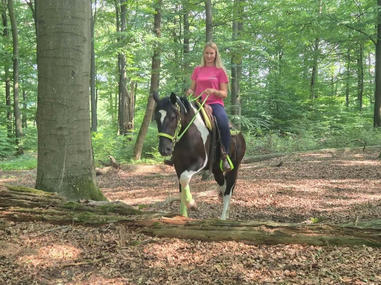 American Paint Horse Castrone 3 Anni 155 cm Pezzato in Linkenbach