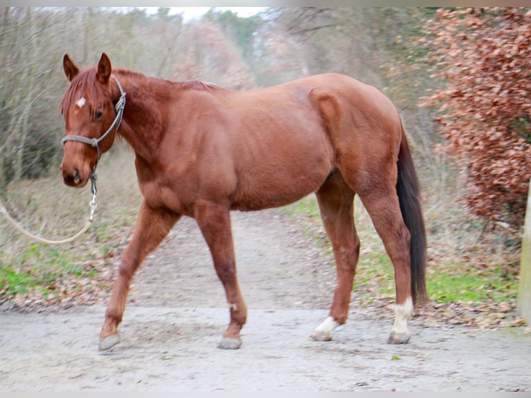American Paint Horse Castrone 3 Anni 155 cm Sauro in Frankfurt am Main
