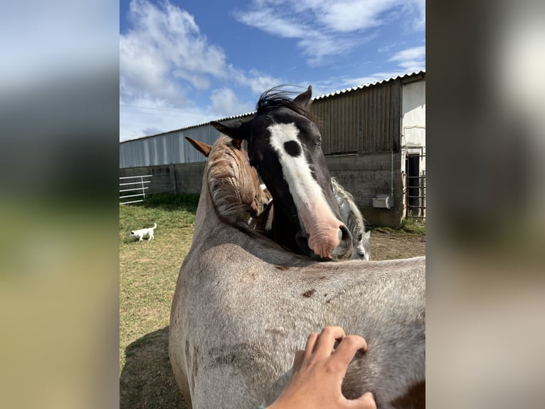 American Paint Horse Castrone 3 Anni 155 cm Tobiano-tutti i colori in Kappelen