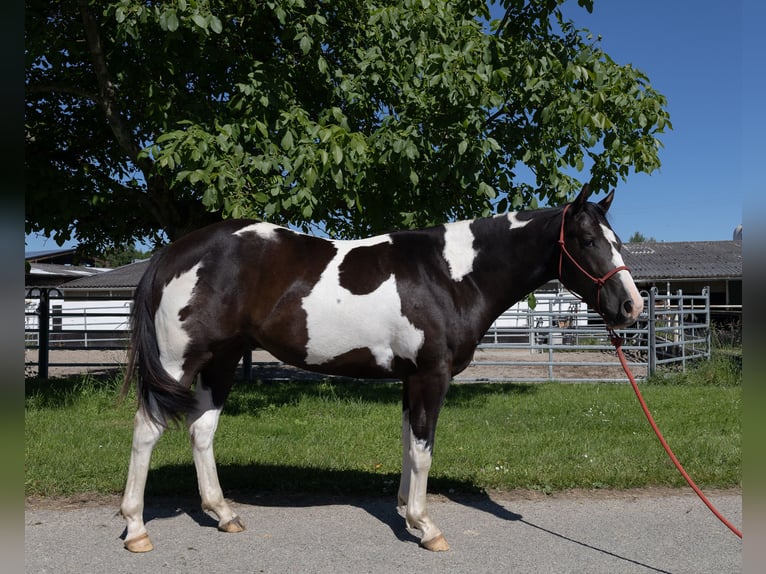 American Paint Horse Castrone 3 Anni 155 cm Tobiano-tutti i colori in Kappelen