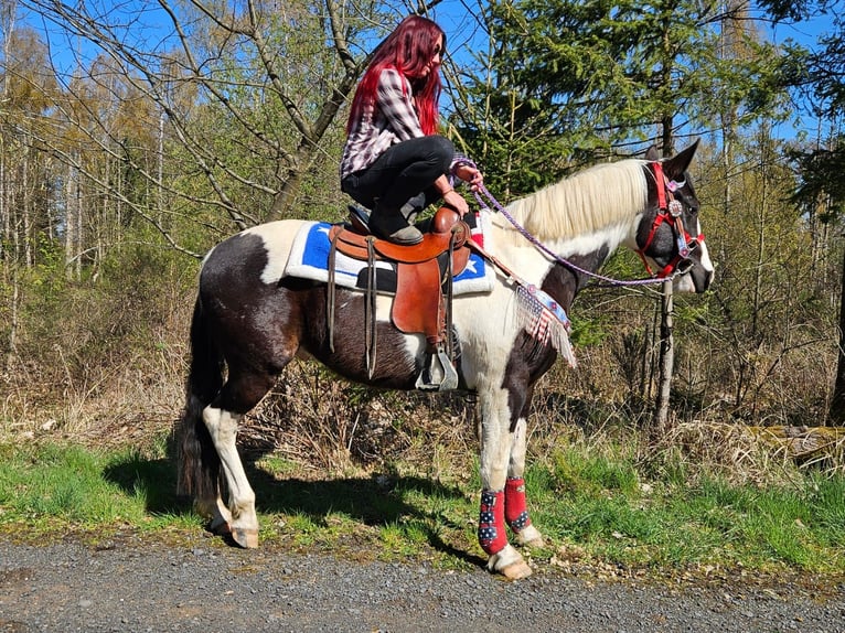 American Paint Horse Mix Castrone 3 Anni 156 cm Pezzato in Linkenbach