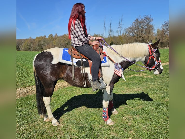 American Paint Horse Mix Castrone 3 Anni 156 cm Pezzato in Linkenbach