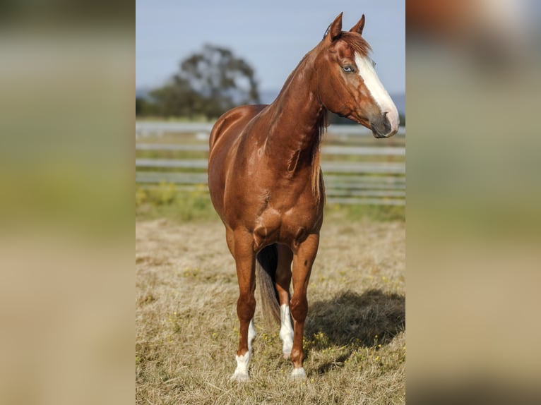 American Paint Horse Castrone 3 Anni Sauro ciliegia in Ferndale