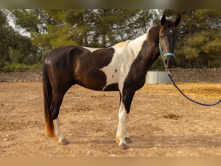 American Paint Horse Castrone 3 Anni Tovero-tutti i colori in Algaida