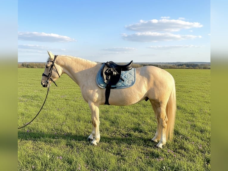American Paint Horse Mix Castrone 4 Anni 144 cm Palomino in Ulrichstein
