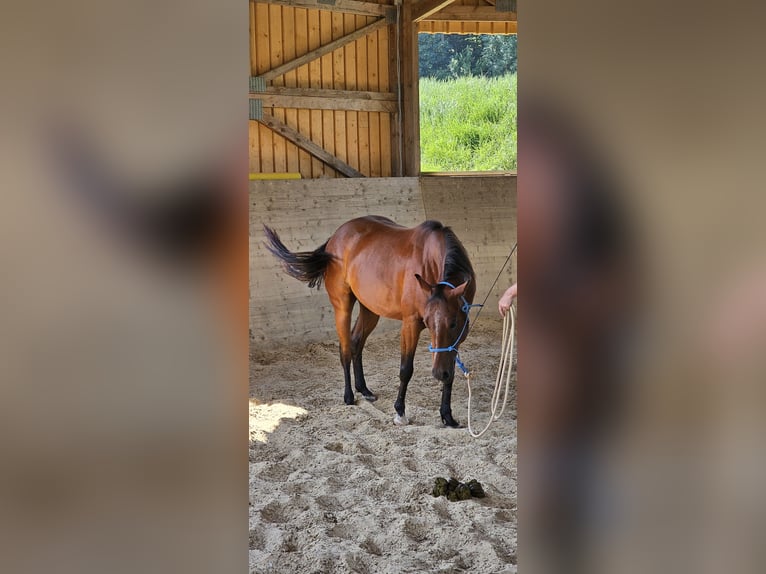American Paint Horse Castrone 4 Anni 145 cm Baio ciliegia in Biberach an der Ri&#xDF;