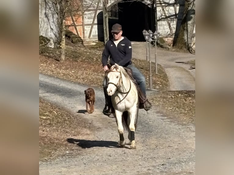 American Paint Horse Castrone 4 Anni 146 cm Overo-tutti i colori in Fladungen