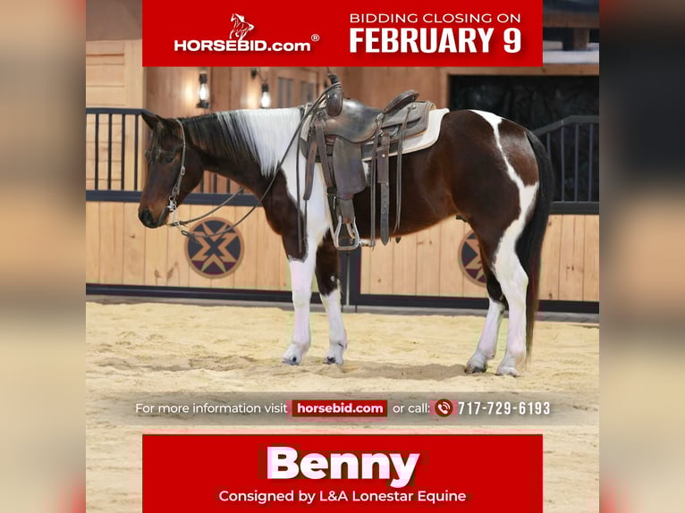 American Paint Horse Castrone 4 Anni 147 cm Baio ciliegia in Needmore