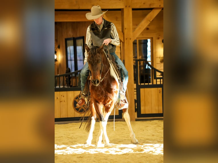 American Paint Horse Castrone 4 Anni 147 cm Baio ciliegia in Needmore