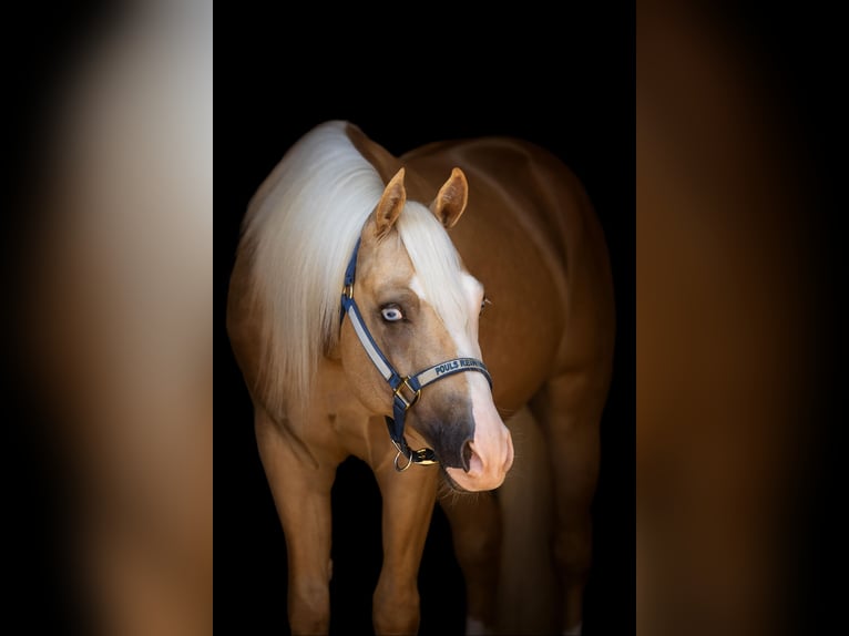 American Paint Horse Castrone 4 Anni 147 cm Palomino in Küps