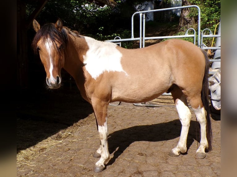 American Paint Horse Mix Castrone 4 Anni 147 cm Pezzato in Arnbruck