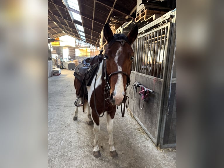 American Paint Horse Castrone 4 Anni 148 cm Pezzato in Oosterwolde