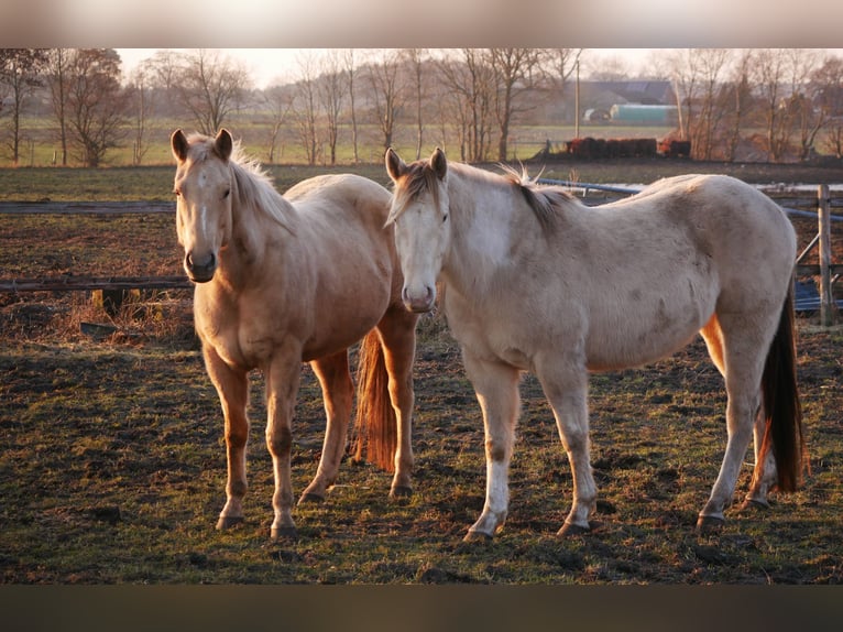 American Paint Horse Castrone 4 Anni 150 cm Champagne in Bremervörde