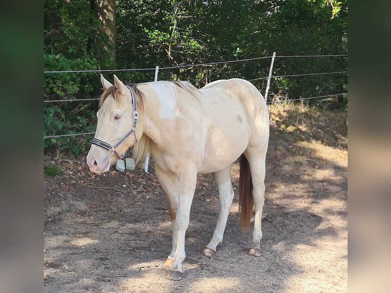 American Paint Horse Castrone 4 Anni 150 cm Champagne in Bremervörde