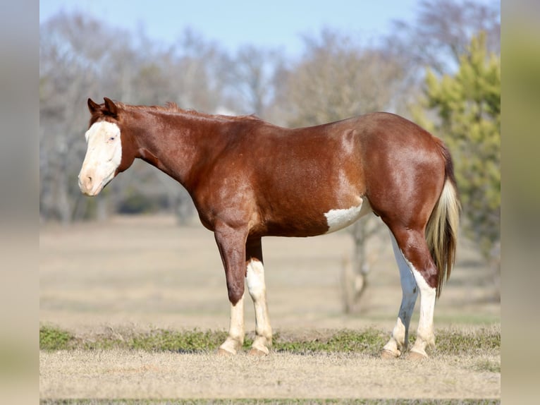American Paint Horse Castrone 4 Anni 150 cm Sauro ciliegia in Athens