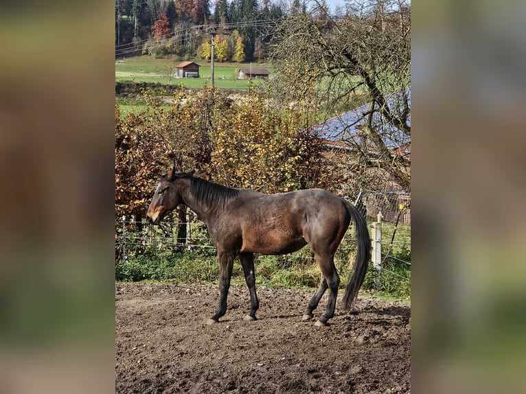 American Paint Horse Castrone 4 Anni 152 cm Baio in Eggenthal