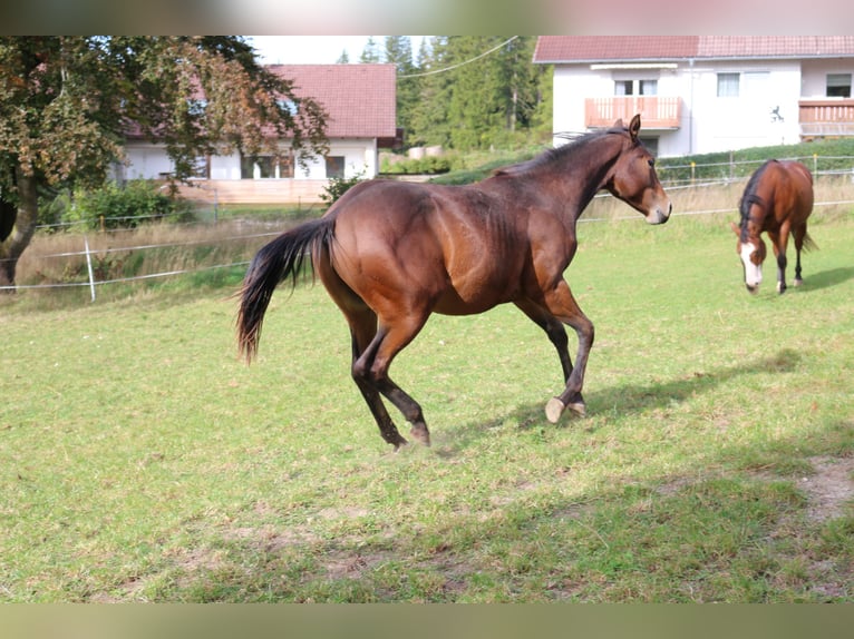 American Paint Horse Castrone 4 Anni 152 cm Baio in Eggenthal