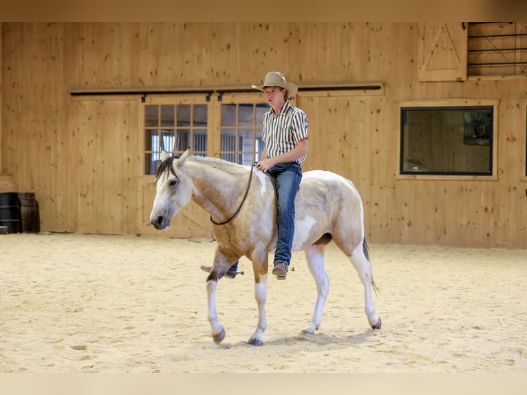 American Paint Horse Castrone 4 Anni 152 cm Pezzato in Needmore