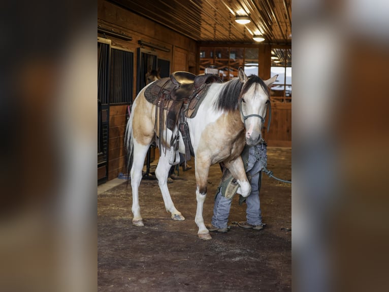 American Paint Horse Castrone 4 Anni 152 cm Pezzato in Needmore