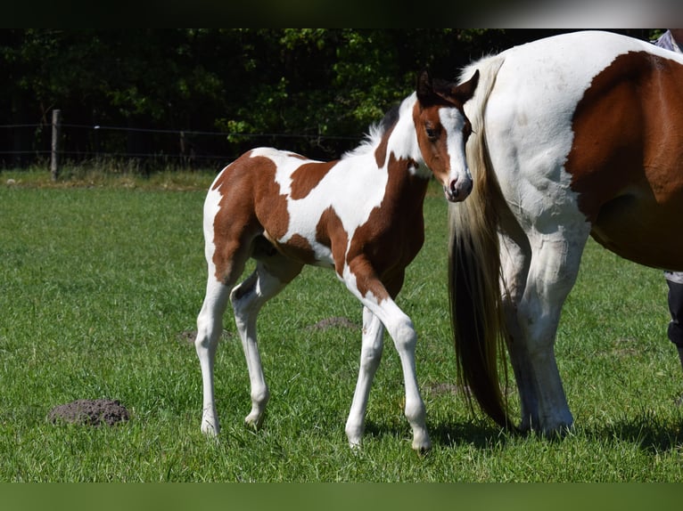 American Paint Horse Castrone 4 Anni 153 cm Tobiano-tutti i colori in Neustadt Dosse