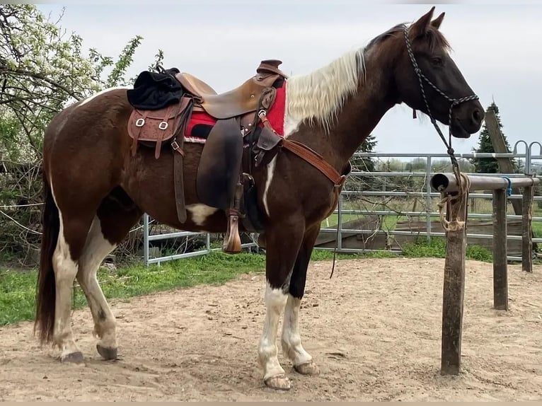 American Paint Horse Castrone 4 Anni 153 cm Tobiano-tutti i colori in Tesedikovo