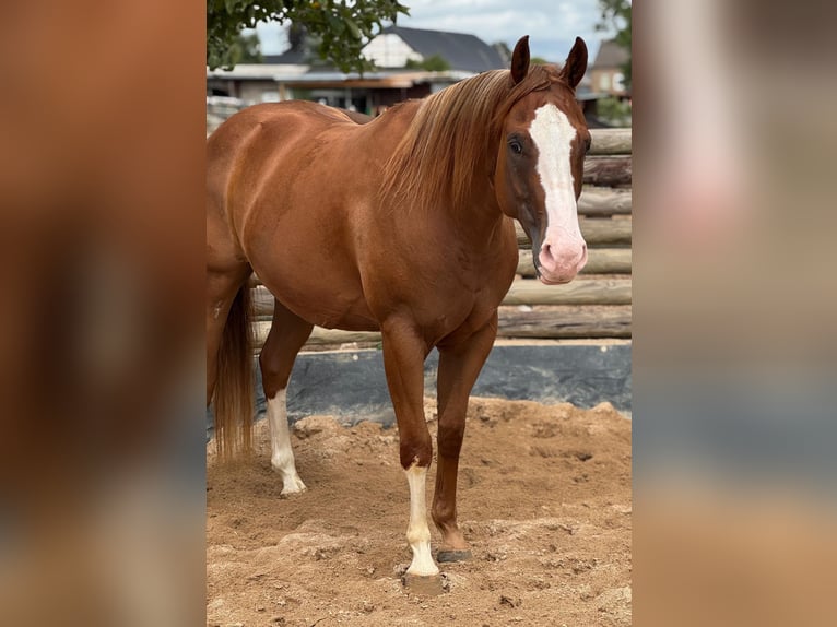 American Paint Horse Castrone 4 Anni 154 cm Sauro in Zülpich