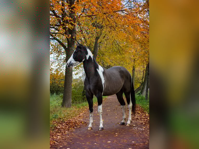 American Paint Horse Castrone 4 Anni 155 cm Grullo in Amsterdam
