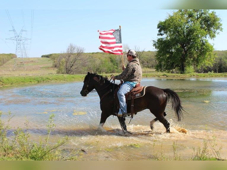 American Paint Horse Castrone 4 Anni 155 cm Morello in Poolville