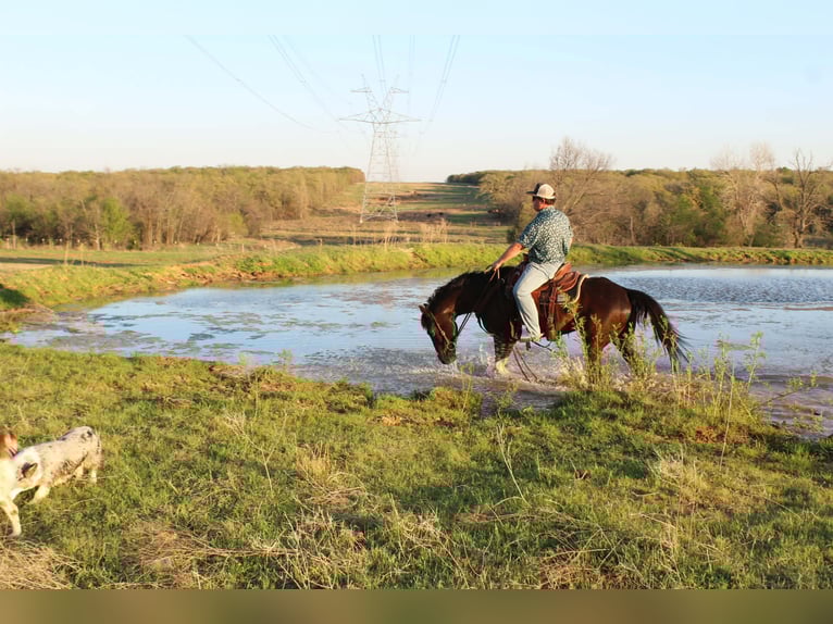 American Paint Horse Castrone 4 Anni 155 cm Morello in Poolville