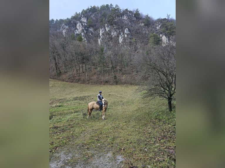 American Paint Horse Mix Castrone 4 Anni 156 cm Palomino in Podplat