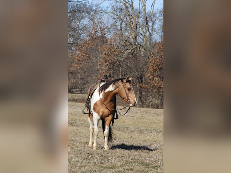 American Paint Horse Castrone 4 Anni 157 cm Pezzato in Brownstown