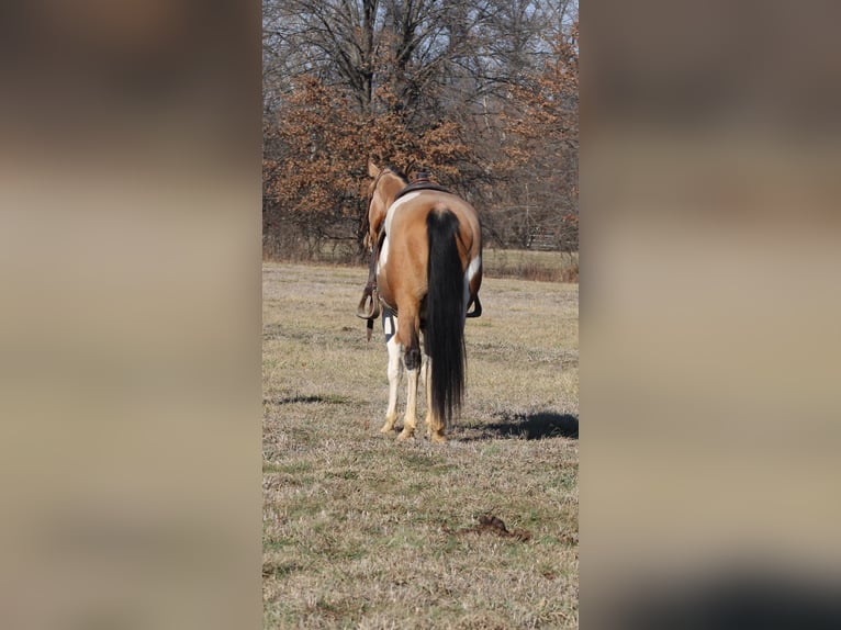 American Paint Horse Castrone 4 Anni 157 cm Pezzato in Brownstown
