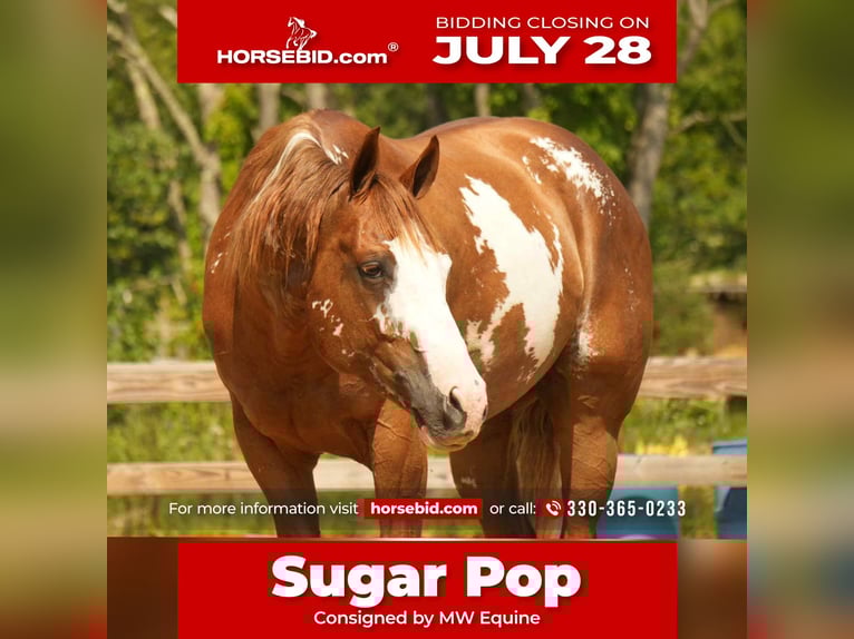 American Paint Horse Castrone 4 Anni 157 cm Sauro ciliegia in Fresno