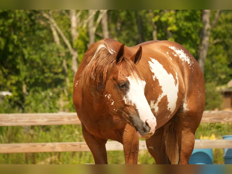 American Paint Horse Castrone 4 Anni 157 cm Sauro ciliegia in Fresno