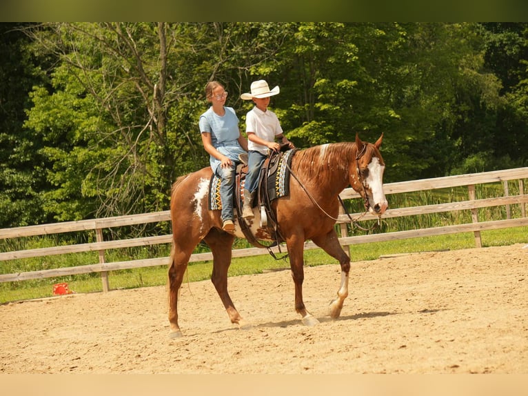 American Paint Horse Castrone 4 Anni 157 cm Sauro ciliegia in Fresno
