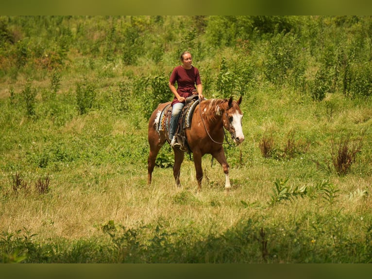 American Paint Horse Castrone 4 Anni 157 cm Sauro ciliegia in Fresno