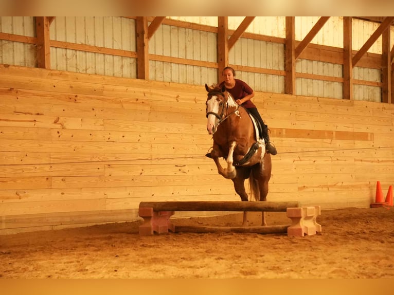American Paint Horse Castrone 4 Anni 157 cm Sauro ciliegia in Fresno