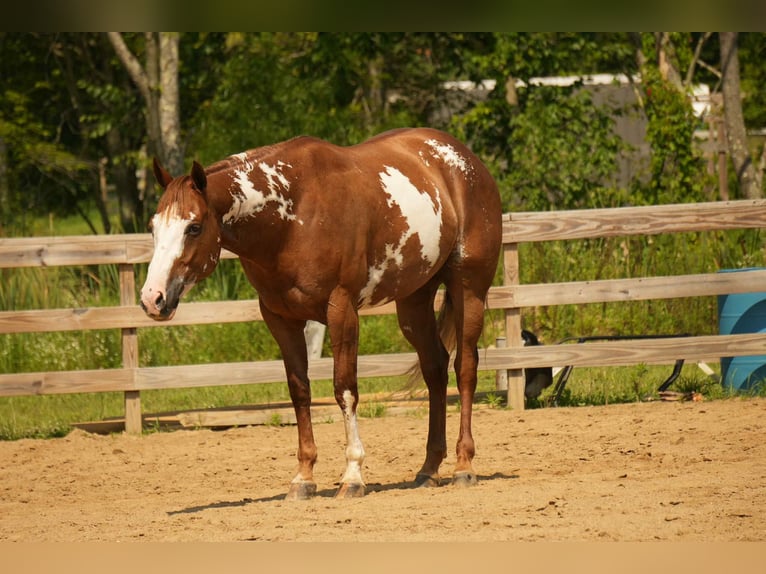 American Paint Horse Castrone 4 Anni 157 cm Sauro ciliegia in Fresno