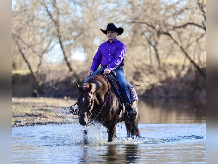 American Paint Horse Castrone 4 Anni 157 cm Sauro scuro in Buffalo
