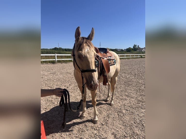 American Paint Horse Castrone 4 Anni 158 cm Champagne in Remseck am Neckar