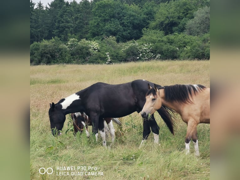 American Paint Horse Mix Castrone 4 Anni 160 cm Pezzato in Betteldorf