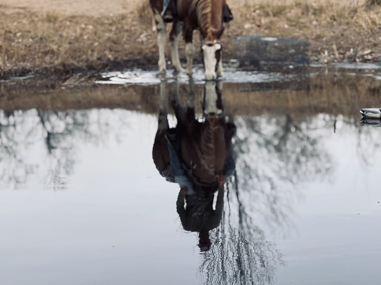 American Paint Horse Castrone 4 Anni 165 cm Overo-tutti i colori in Fort Collins
